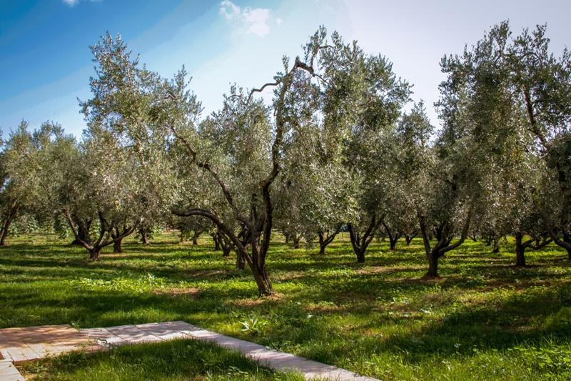 Borgo Rurale San Giusto Guest House Castagneto Carducci Bagian luar foto